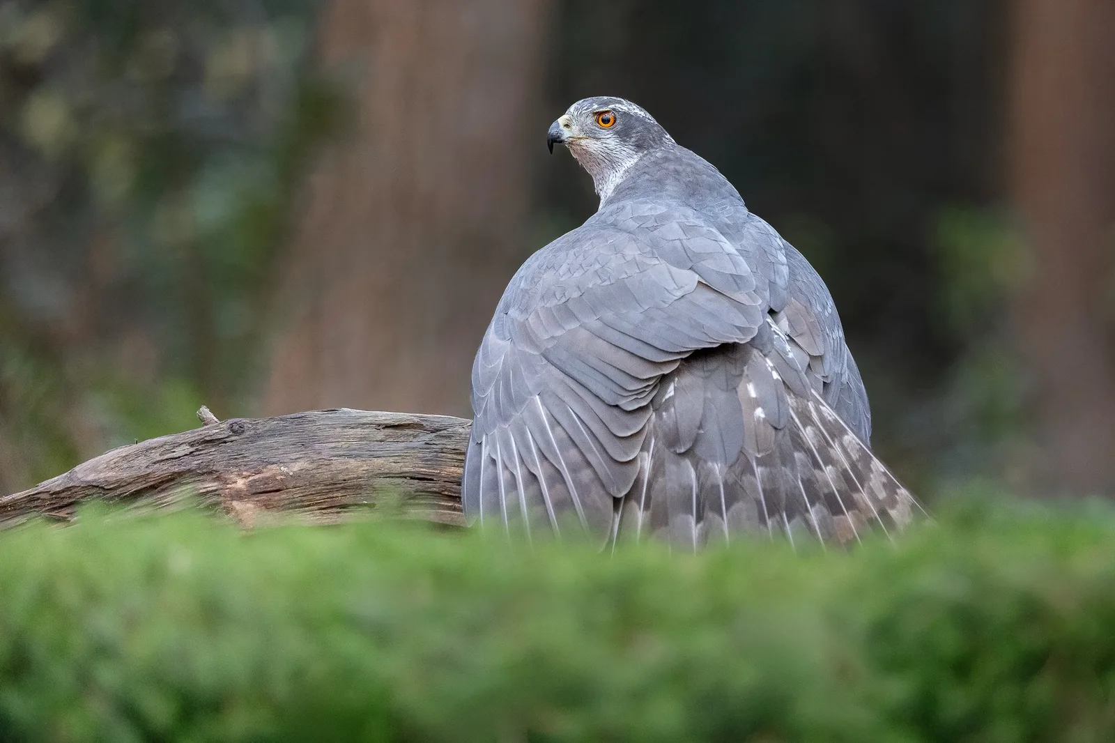Greifvogel auf Baumstamm mit orangefarbenen Augen, schaut über Schulter zurück