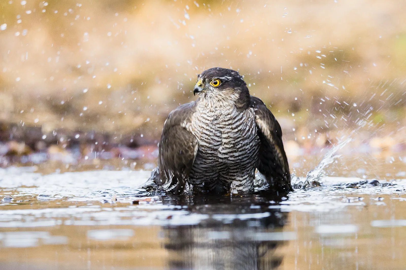 Greifvogel sitzt im Wasser mit Spritzeffekten, gelbe Augen, Badeverhalten
