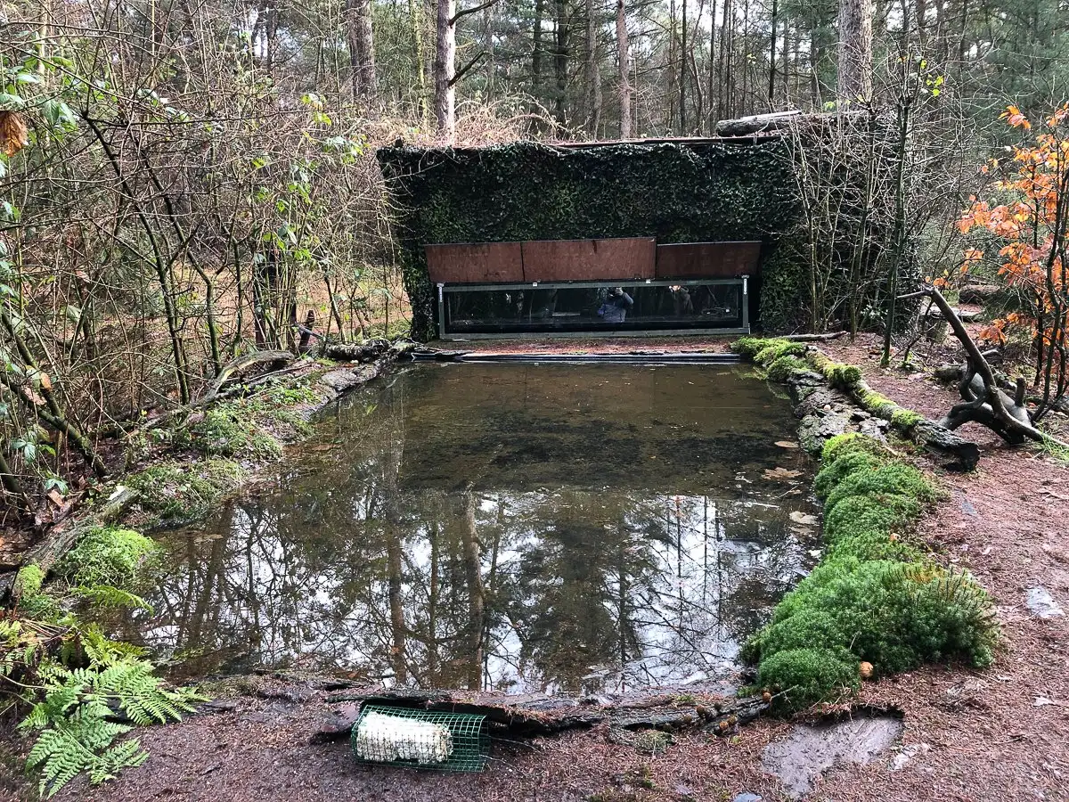 Künstlicher Teich im Wald mit Moos, Sträuchern und halbversteckter Beobachtungsplattform