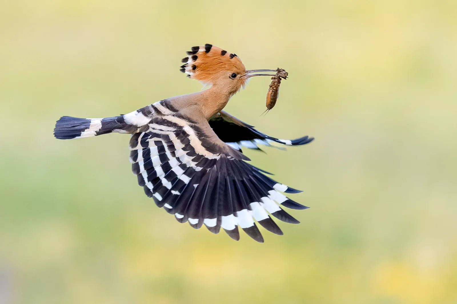 Bunter Vogel im Flug mit Insektenlarve im Schnabel, unscharfer grüner Hintergrund