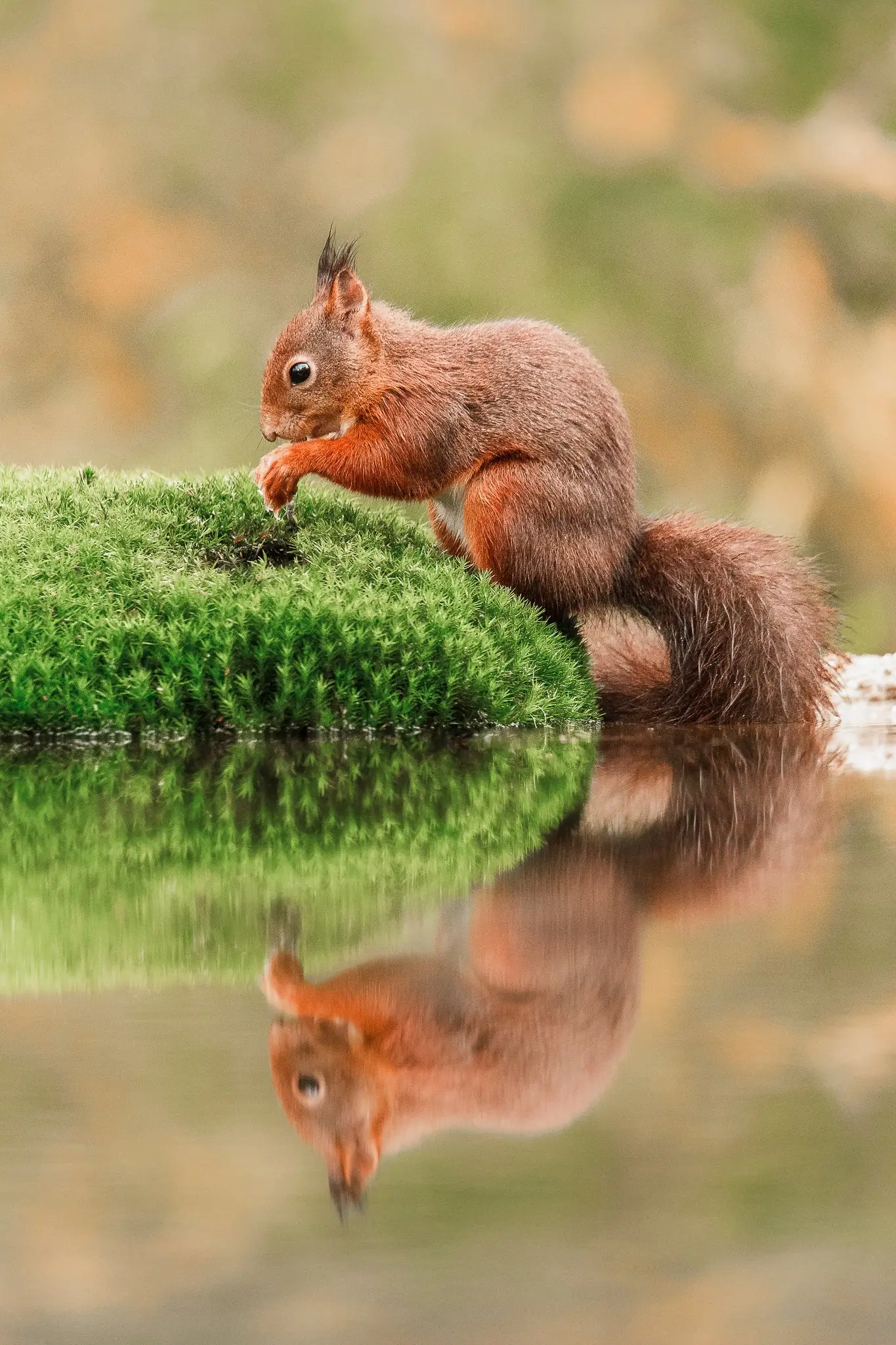 Eichhörnchen auf moosbedecktem Baumstamm trinkend, spiegelt sich im Wasser darunter