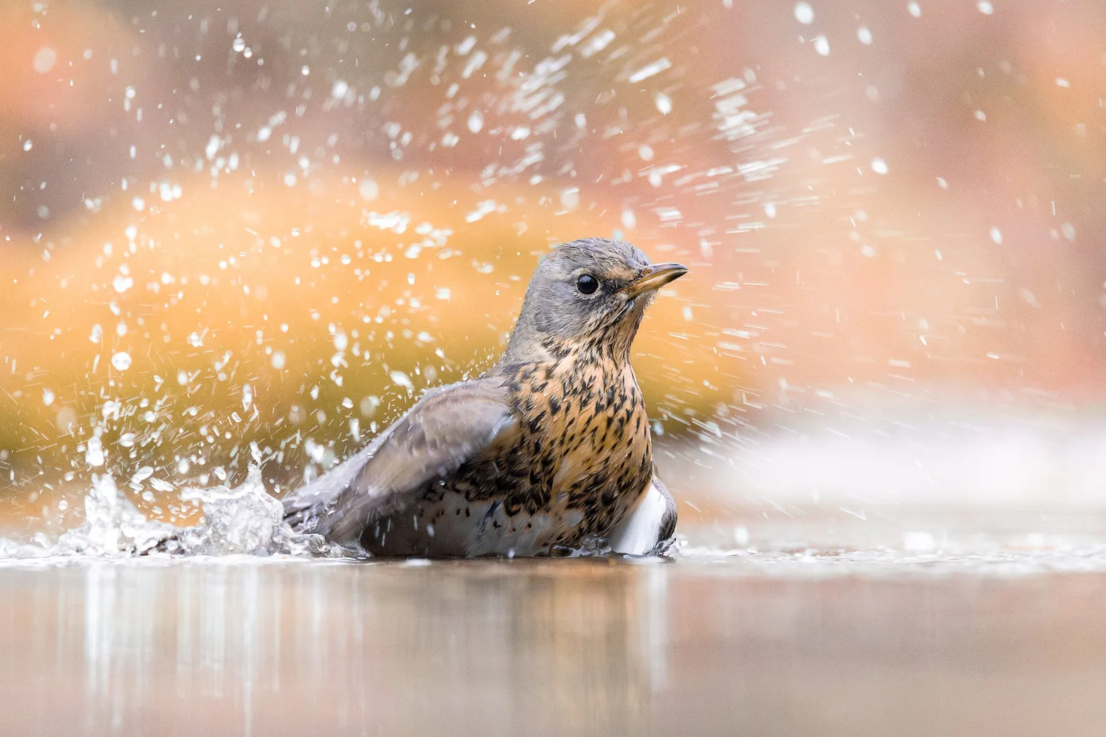 Vogel badet im Wasser mit Spritzern, warme Farbtöne im Hintergrund