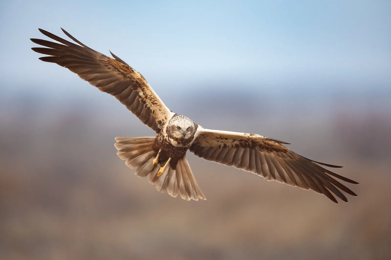 Fliegender Greifvogel mit ausgebreiteten Flügeln gegen blauen Himmel, Flugaufnahme
