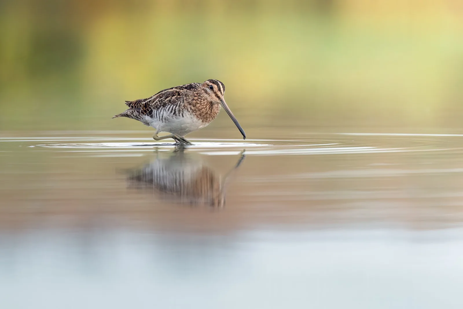 Bekassine im Wasser mit Spiegelbild, langes Schnabel, helles Gefieder