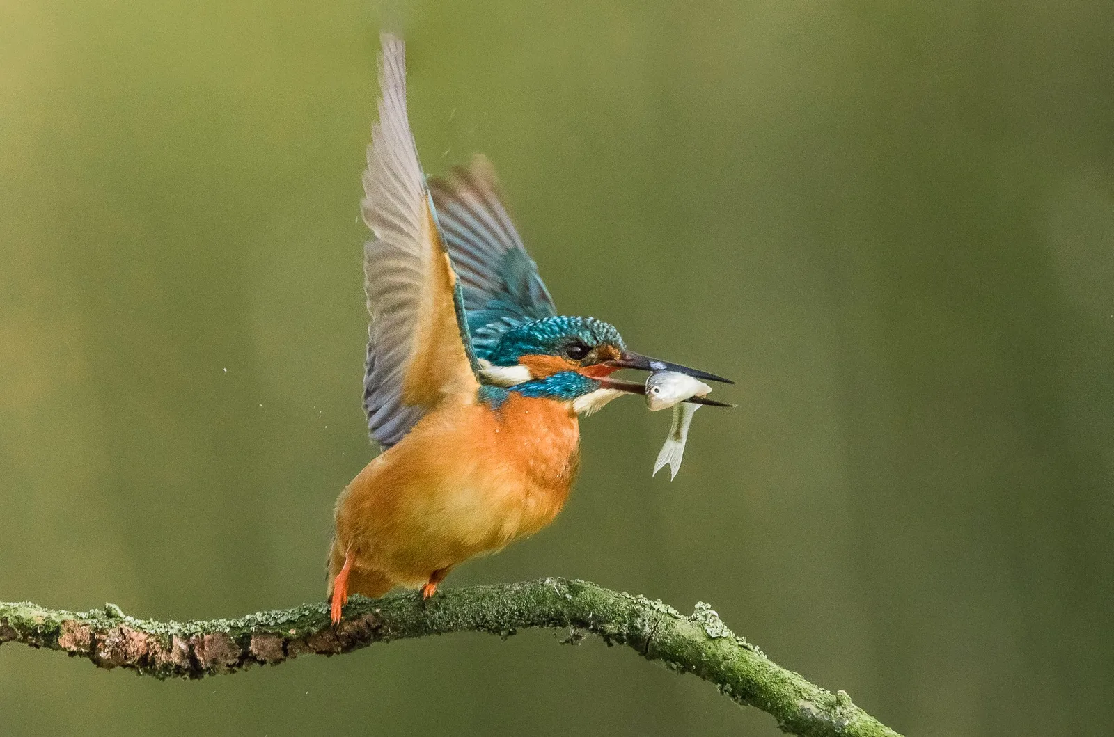 Eisvogel mit Fisch im Schnabel, farbig blau und orange, auf moosigem Ast