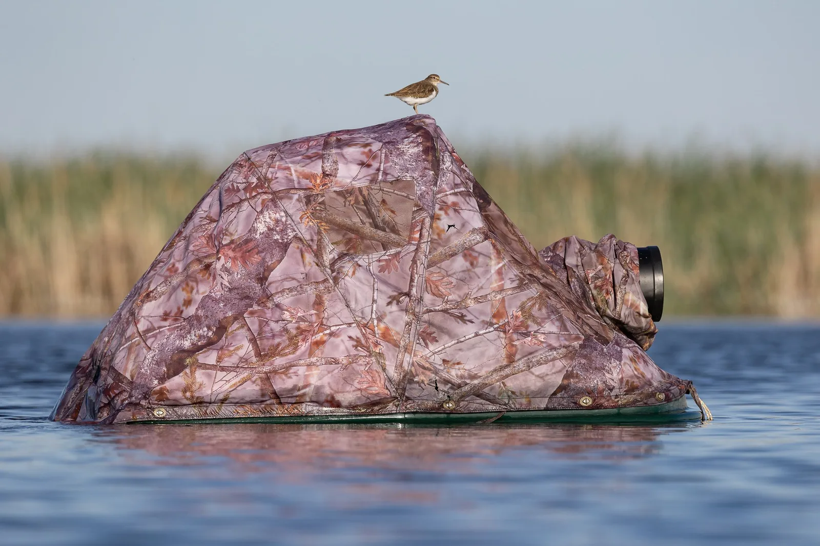 Kleiner Vogel auf getarntem Fotoversteck im Wasser, Rohrkolben im Hintergrund