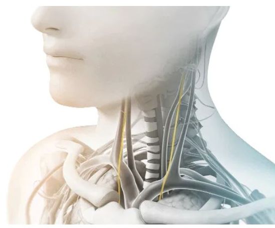 Anatomische Illustration von Hals und Nacken mit Nerven, Blutgefäßen und Skelettstruktur