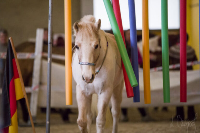 Horse Agility Grundkurs – Videokurs zur Bodenarbeit mit Pferden