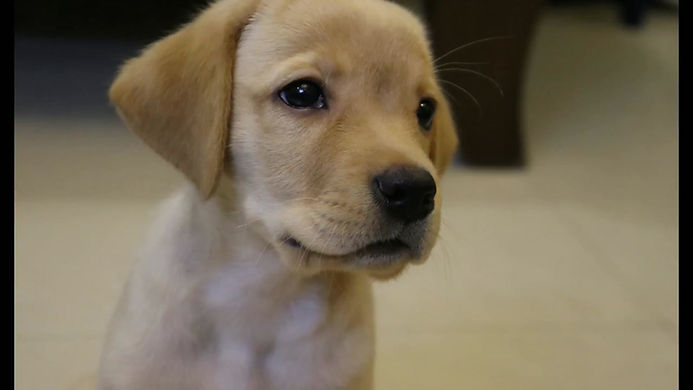 How To Train Your Puppy – E-Book zur Welpenerziehung 4 Porträt eines gelben Labradors, ruhig sitzend in Innenraum