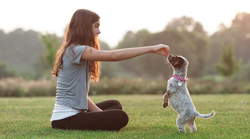 How To Train Your Puppy – E-Book zur Welpenerziehung 3 Mädchen trainiert Welpen im Freien auf Wiese mit Leckerli-Belohnung