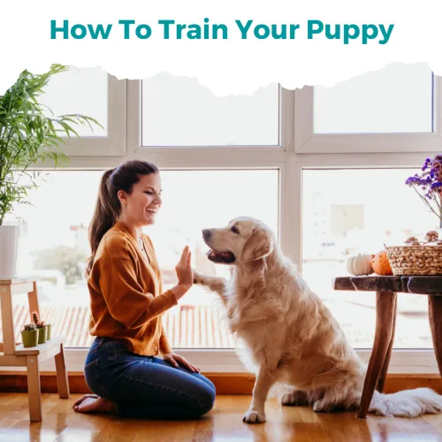 How To Train Your Puppy – E-Book zur Welpenerziehung 1 How To Train Your Puppy E-Book Cover mit Frau und goldenem Labrador