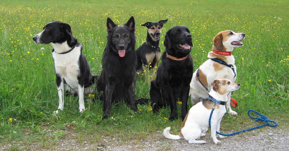 Sechs verschiedene Hunde unterschiedlicher Größe und Farben sitzen nebeneinander auf einer grünen Wiese