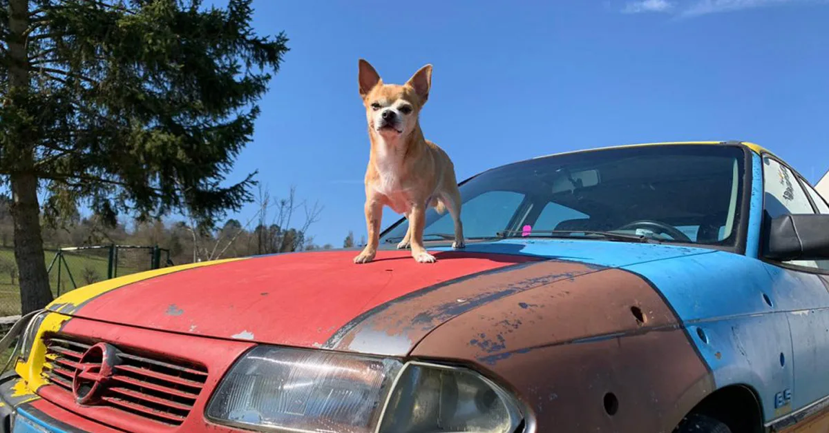 Braun-weißer Hund steht auf Motorhaube eines bunten Oldtimers in Natur