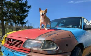 Kleiner Hund steht auf der Motorhaube eines bunten Oldtimers mit rotem und blauem Anstrich