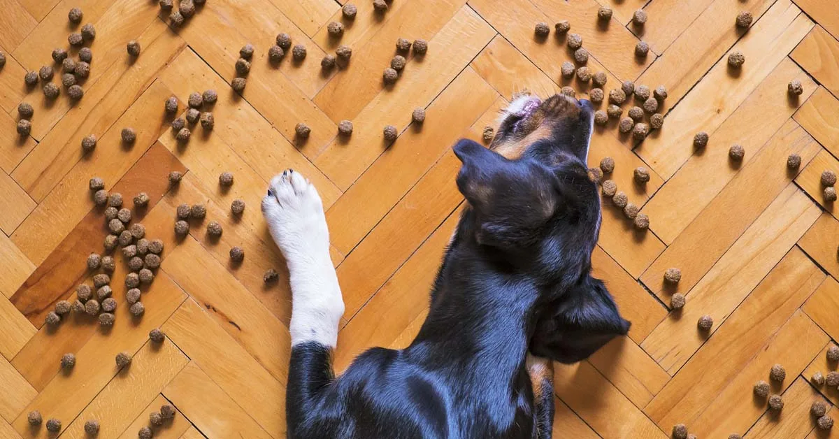 Schwarzer Hund schaut nach oben auf Holzboden mit verstreuten Hundefutterbrocken