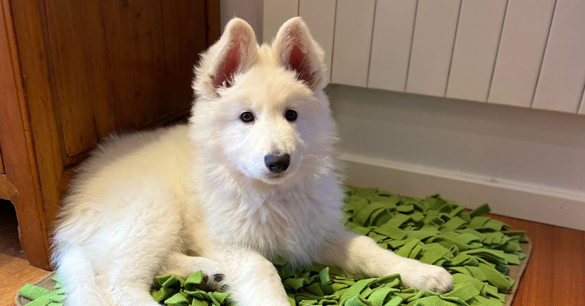 Weißer Schäferhund liegt auf grüner Schnüffelmatte im Wohnzimmer