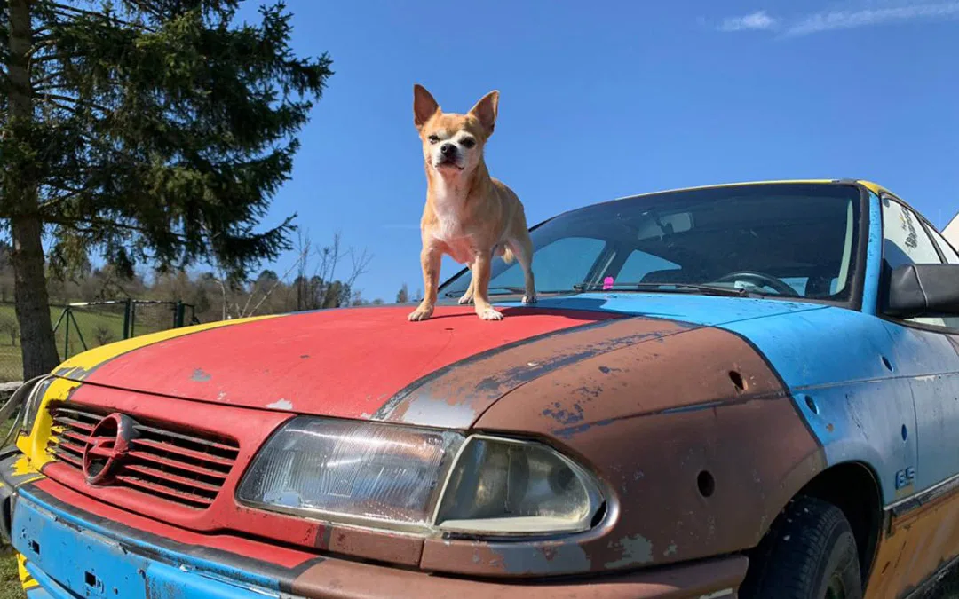 Kleiner Hund steht auf der Motorhaube eines bunten Oldtimers mit rotem und blauem Anstrich