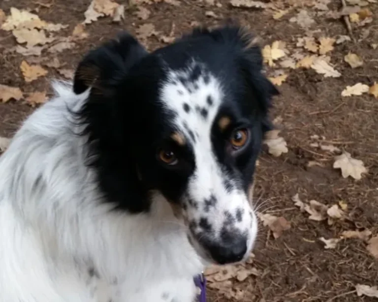 Hunde aus dem Süden – Videokurs zur Tierschutzadoption