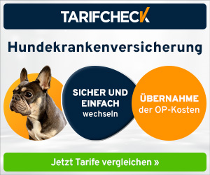 Kursinhalt Hunde Richtig Füttern