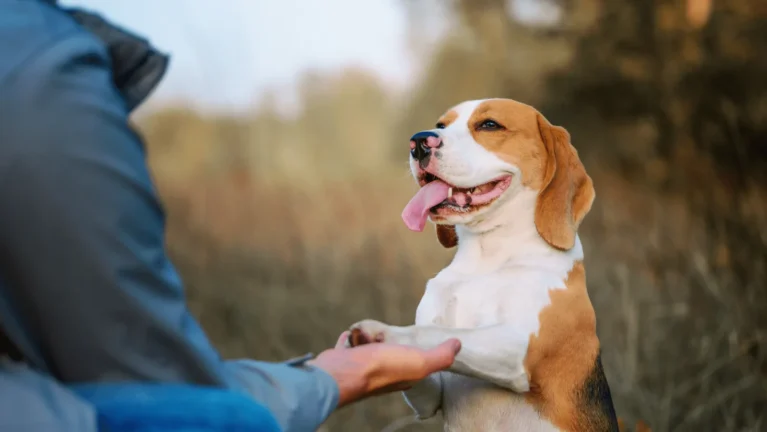 Hunde verstehen – Videokurs zum Hundeverhalten von Désirée Scheller