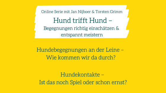 Hundebegegnungen an der Leine – Webinar für Hundehalter 6 Übersicht der Online-Serie Hund trifft Hund mit drei Modulen auf gelbem Hintergrund