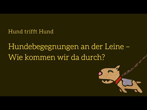 Hundebegegnungen an der Leine – Webinar für Hundehalter 4 Videostandbild: Hundebegegnungen an der Leine Kursübersicht mit Play-Symbol