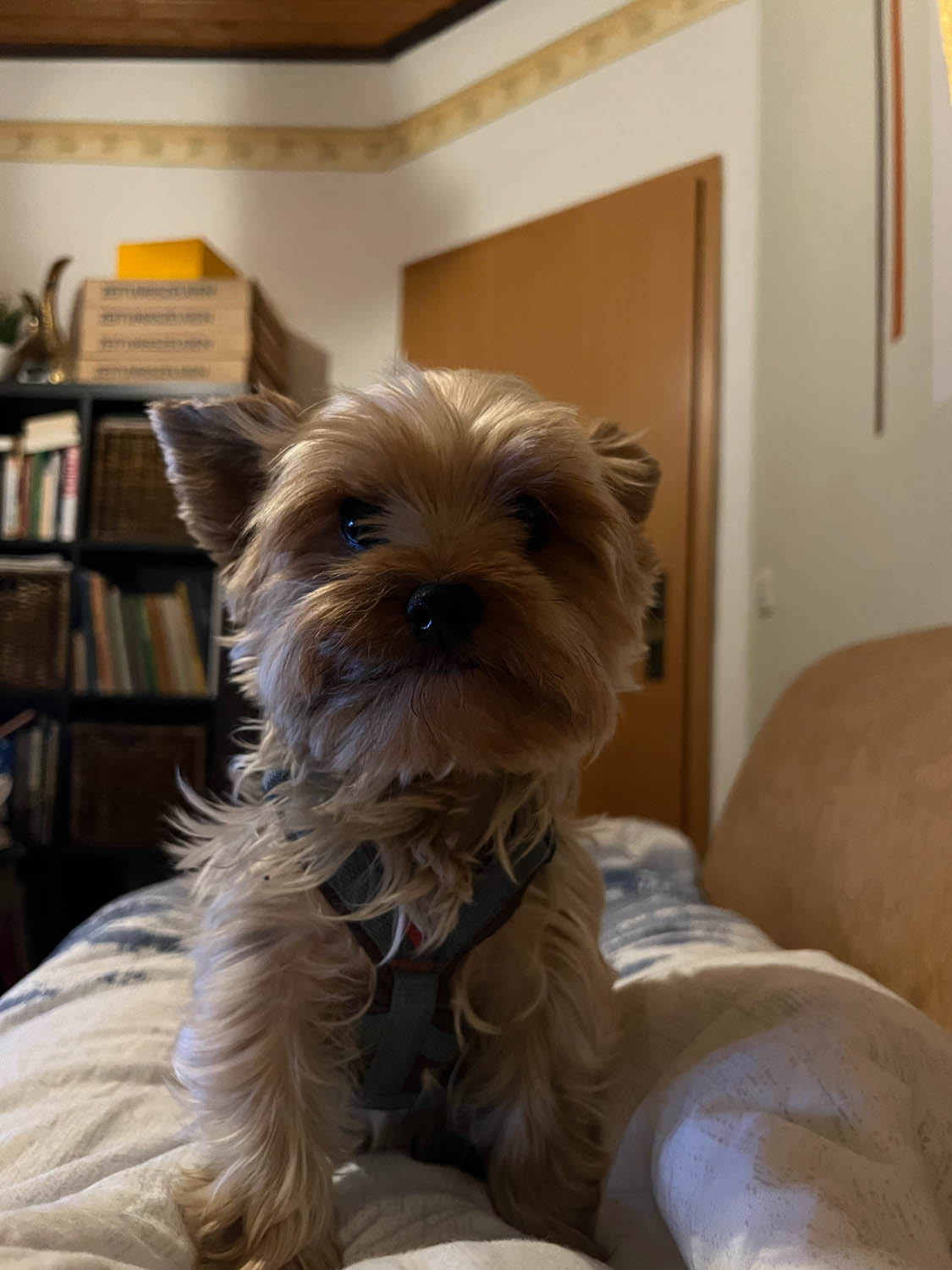 Flauschiger graubrauner Terrier sitzt auf Bett in Wohnzimmer