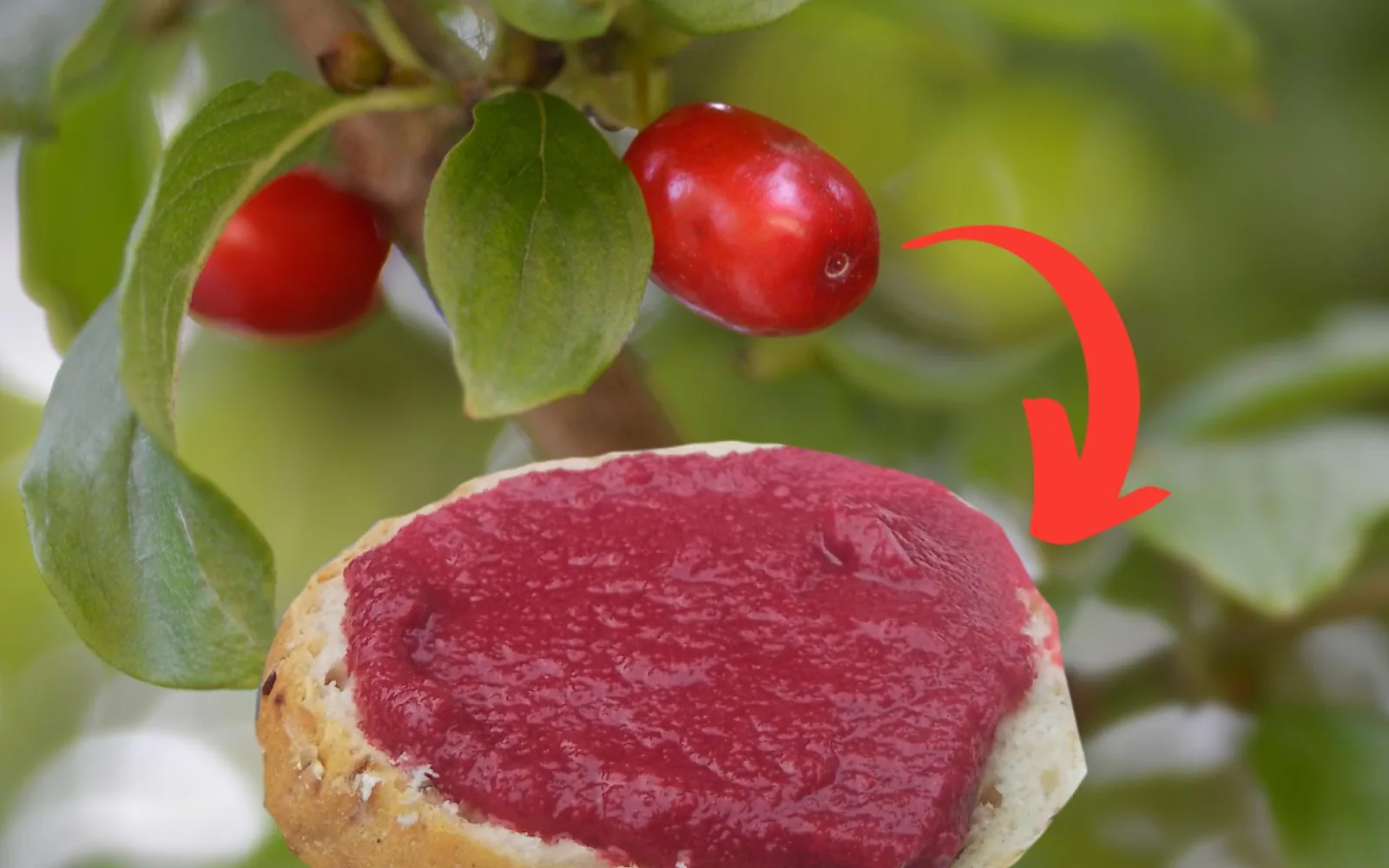 Makroaufnahme roter Mirabellen an Zweigen mit grünen Blättern und rotem Pfeil