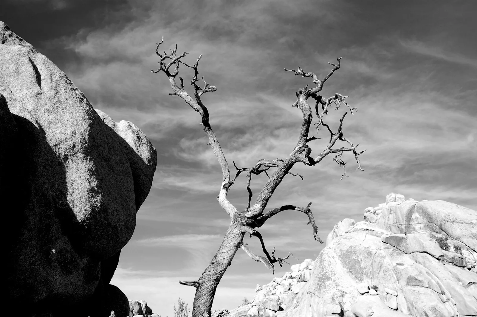 Schwarz-Weiß-Fotografie eines kahlen, knorrigen Baums zwischen Felsbrocken unter dramatischem Himmel