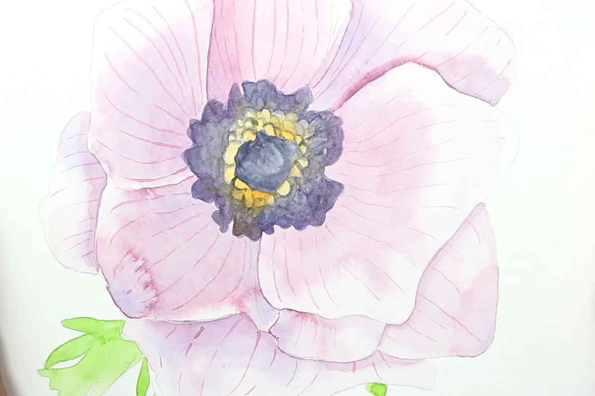 Aquarell Anemone mit zartrosa Blütenblättern, dunklem Zentrum und gelben Staubgefäßen