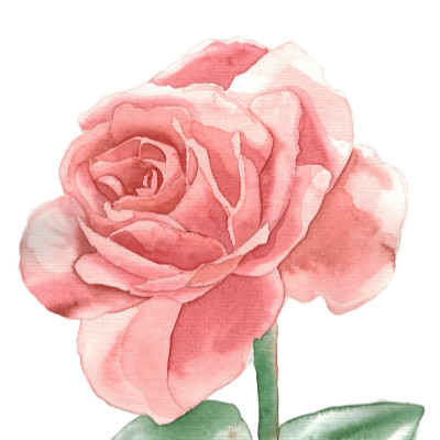 Aquarell-Icon zartrosa Rose mit feinen Blütenblättern und grünem Stiel