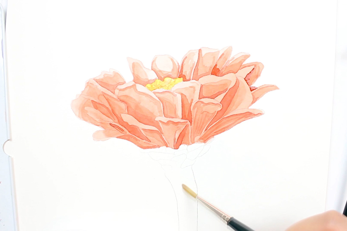 Aquarellmalerei einer korallenfarbenen Zinnia-Blüte mit gelbem Zentrum, teilweise gemalt mit Pinsel