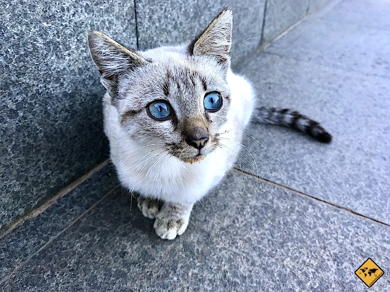 Weiß-graue Katze mit blauen Augen schaut direkt in Kamera auf Straße
