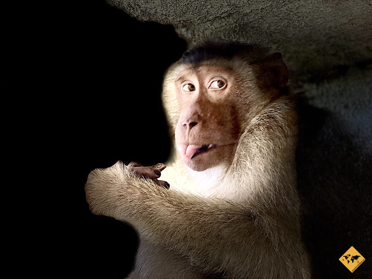 Makake-Affe mit Blick zur Seite vor schwarzem Hintergrund, dramatisches Porträt