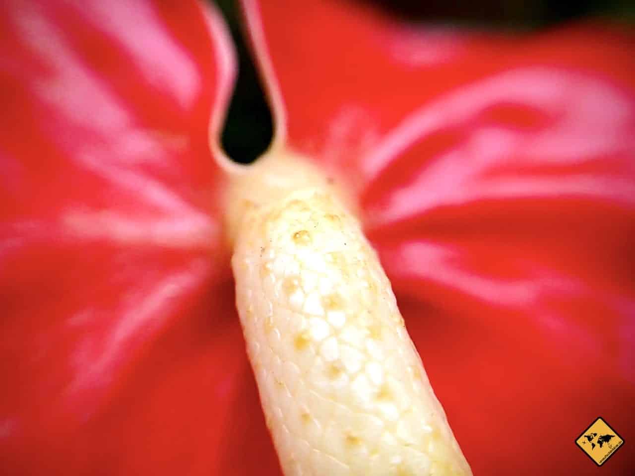 Makro-Aufnahme rote Blume mit Stempel im Fokus, verschwommener roter Hintergrund