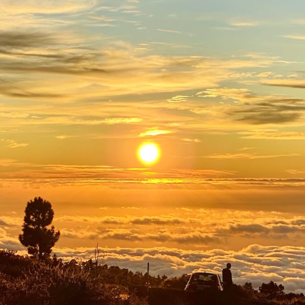 Sonnenuntergang über Wolkendecke auf La Palma mit Silhouette eines Baumes