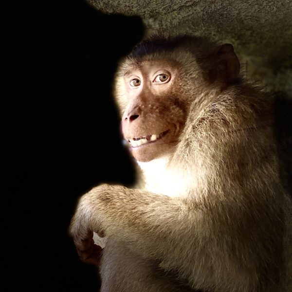 Porträt eines Affen mit direkt zur Kamera schauendem Blick vor dunklem Hintergrund