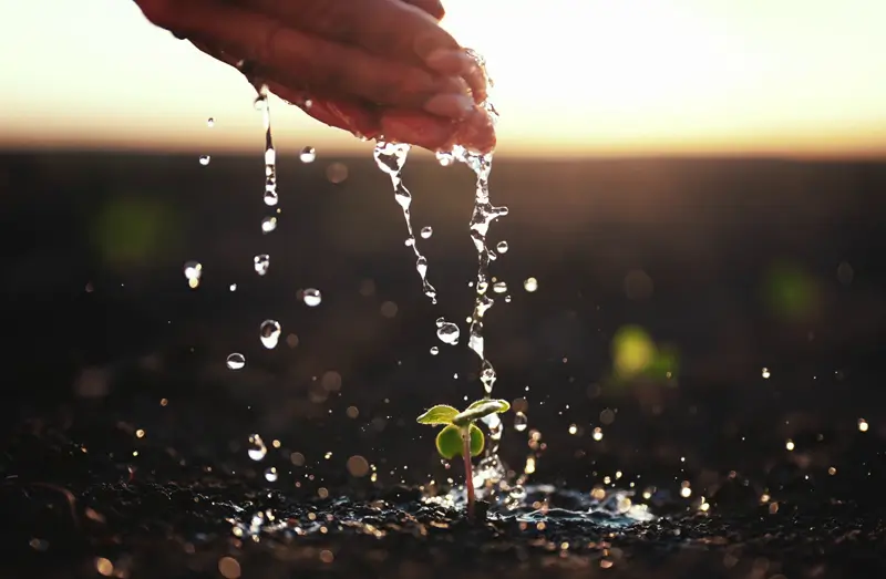 Hand gießt Wasser auf grüne Pflanze im Boden bei Sonnenaufgang