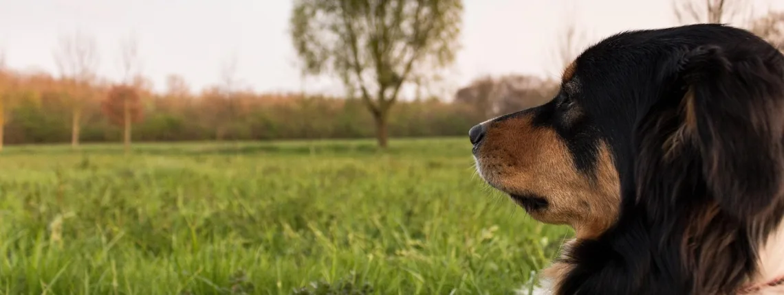 Brauner Hund schaut zur Seite auf Grünland im Abendlicht