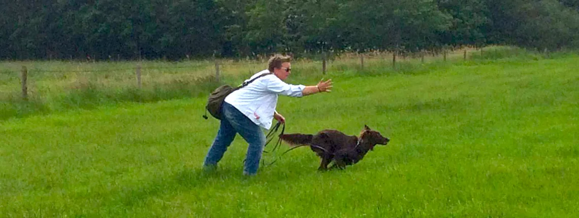 Mann trainiert braunen Hund auf Wiese mit Frisbee