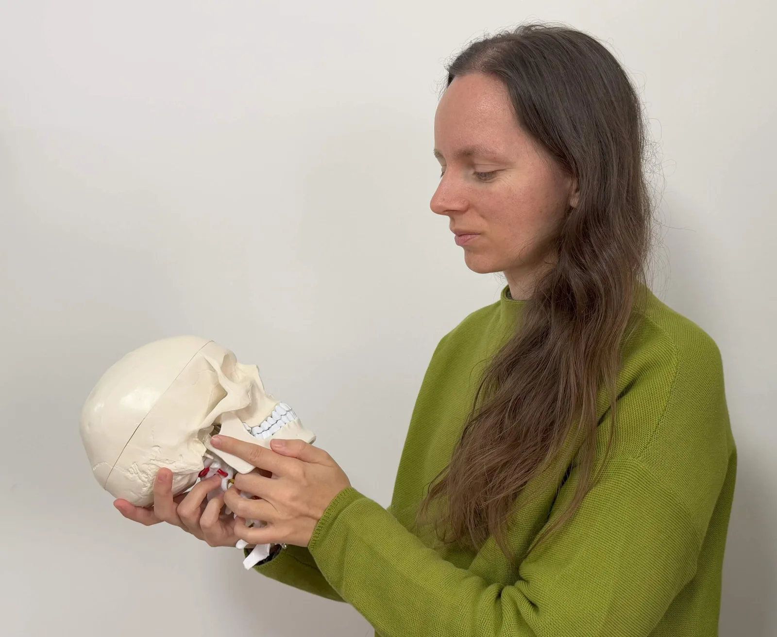 Frau in grünem Pullover demonstriert Schädelmodell mit anatomischen Details