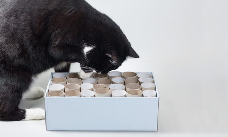 Katzen beschäftigen – Anleitung mit 60 Spielideen