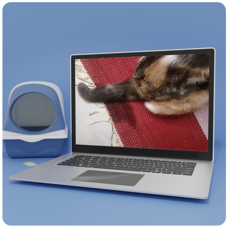 Laptop-Mockup mit Katze auf rotem Teppich und blauem Katzenklo-Accessoire auf blauem Hintergrund