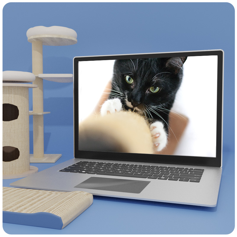 Laptop-Mockup mit schwarzer Katze auf Kratzbaum, Kratzmöbel und Kratzmatte auf blauem Hintergrund