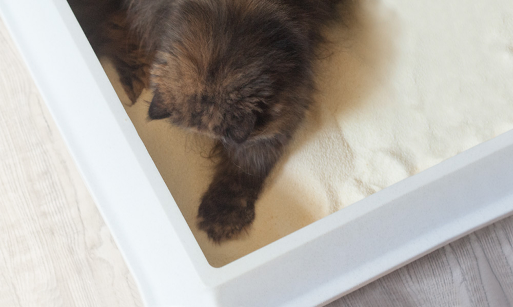 Katze in weißem Katzenklo mit beiger Streu, Draufsicht auf Katzenpfote und Katzenbehälter