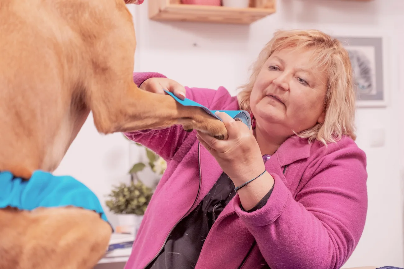 Dr. Sabine Mai klebt blaues Kinesiotape auf die Vordergliedmaße eines hellbraunen Hundes