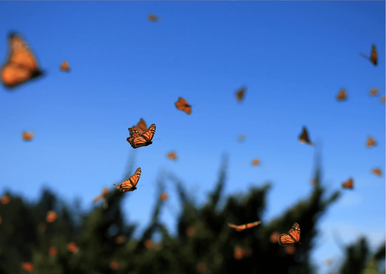 Monarchfalter fliegen vor blauem Himmel über grüner Wiese, Schmetterlingsfrequenz