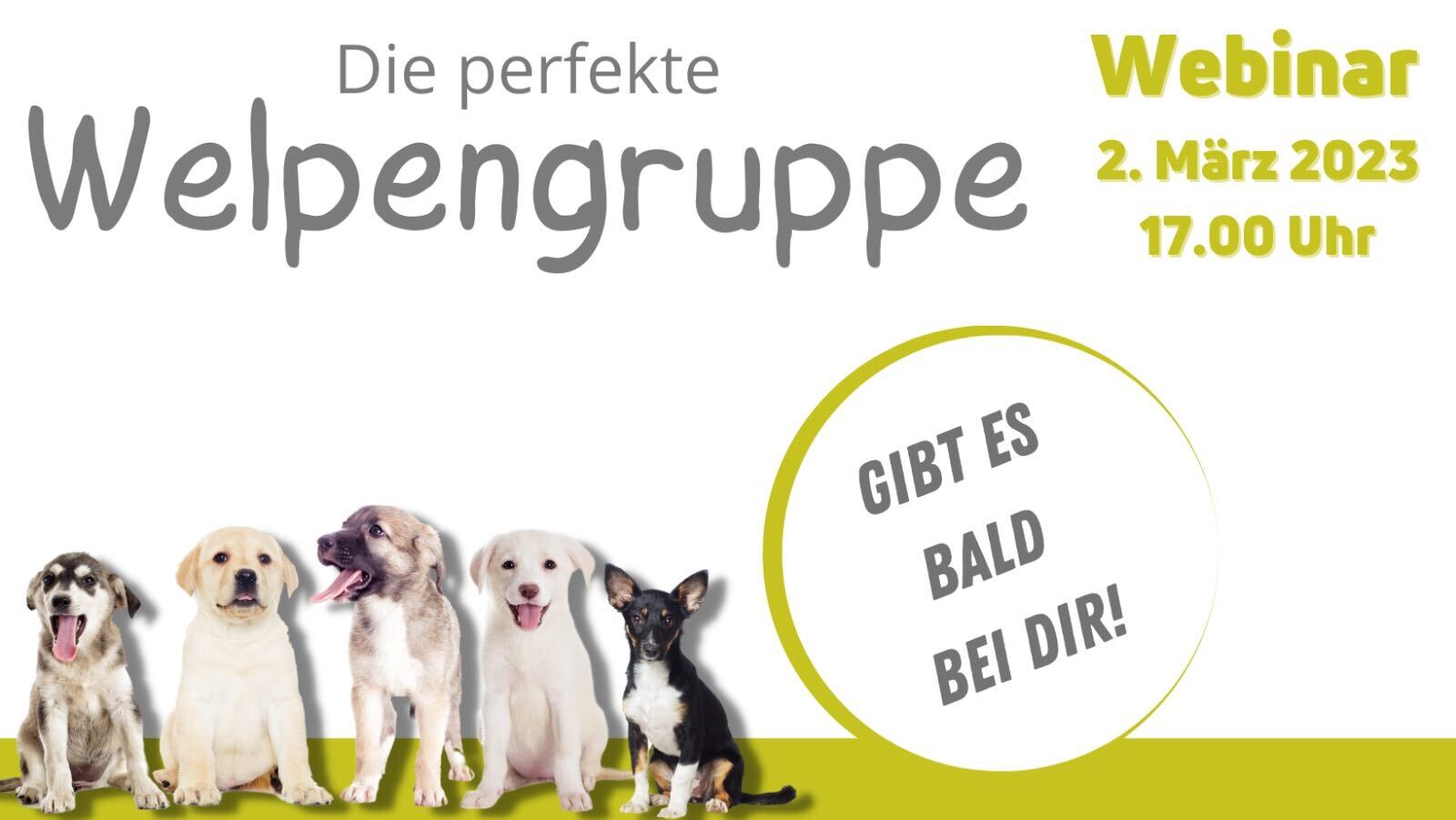 Webinar-Banner mit fünf verschiedenen Hunden und Termin
