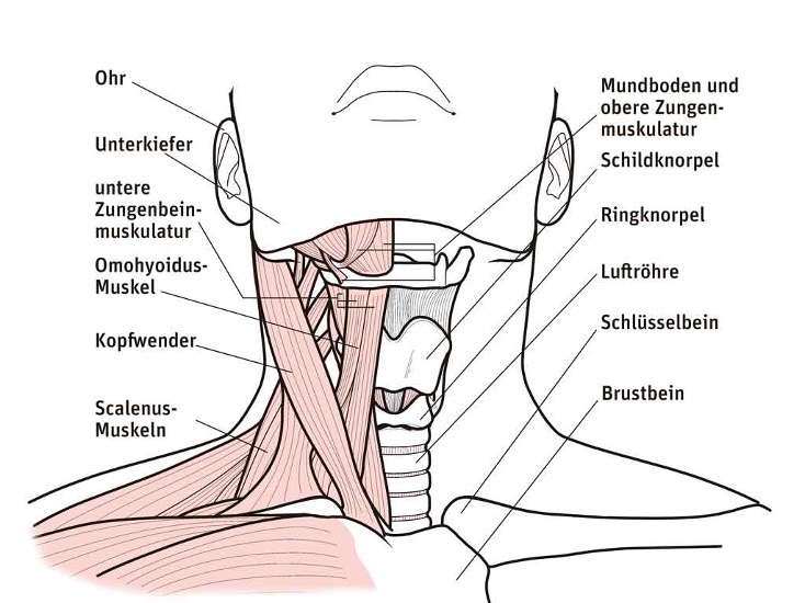 Anatomische Zeichnung des Halses mit beschrifteten Muskeln und Strukturen in Schwarz und Rosa, medizinische Illustration