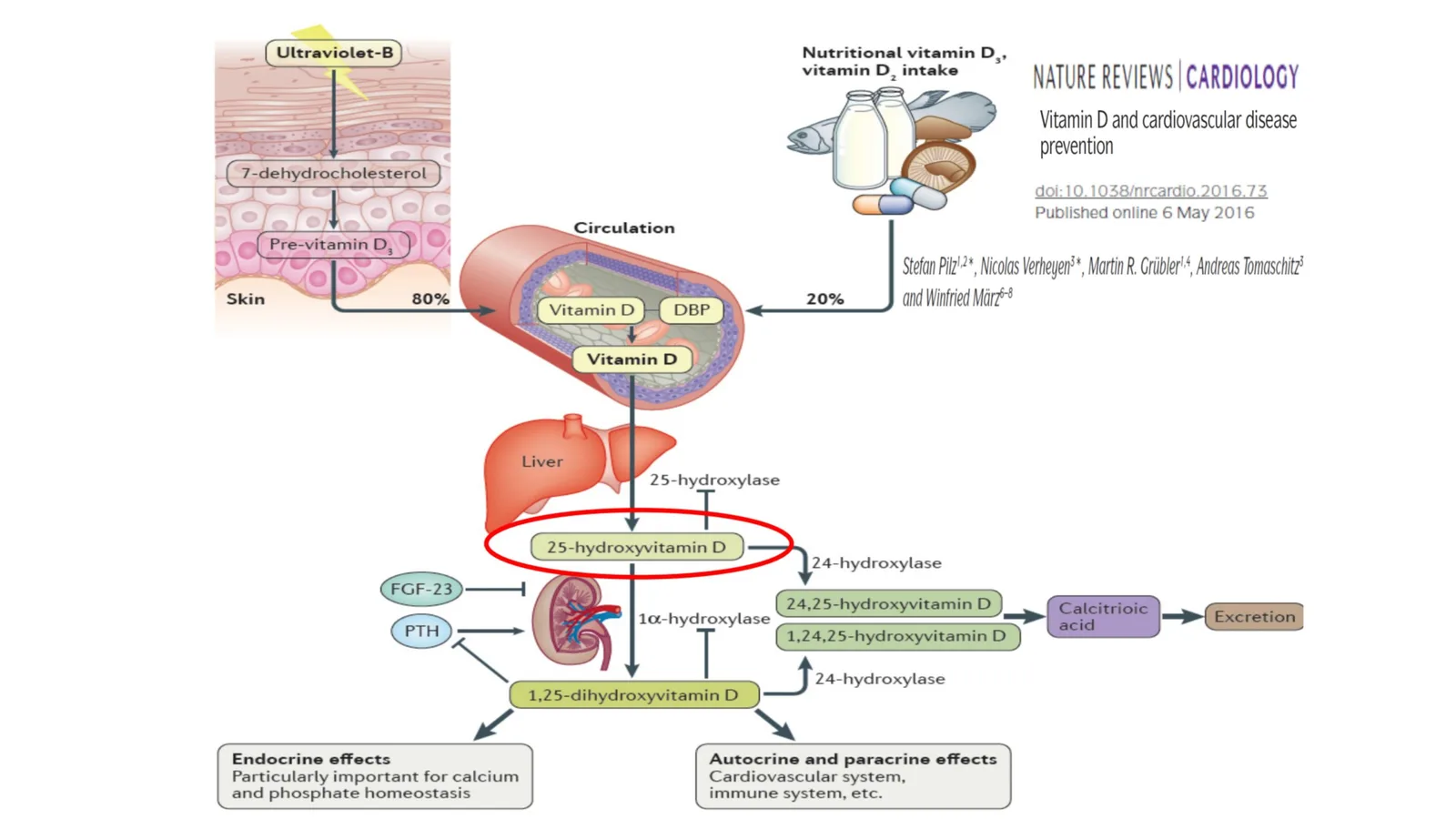 Wissenschaftliche Illustration Vitamin-D-Metabolismus und kardiovaskuläre Effekte mit Organen und Prozessablauf